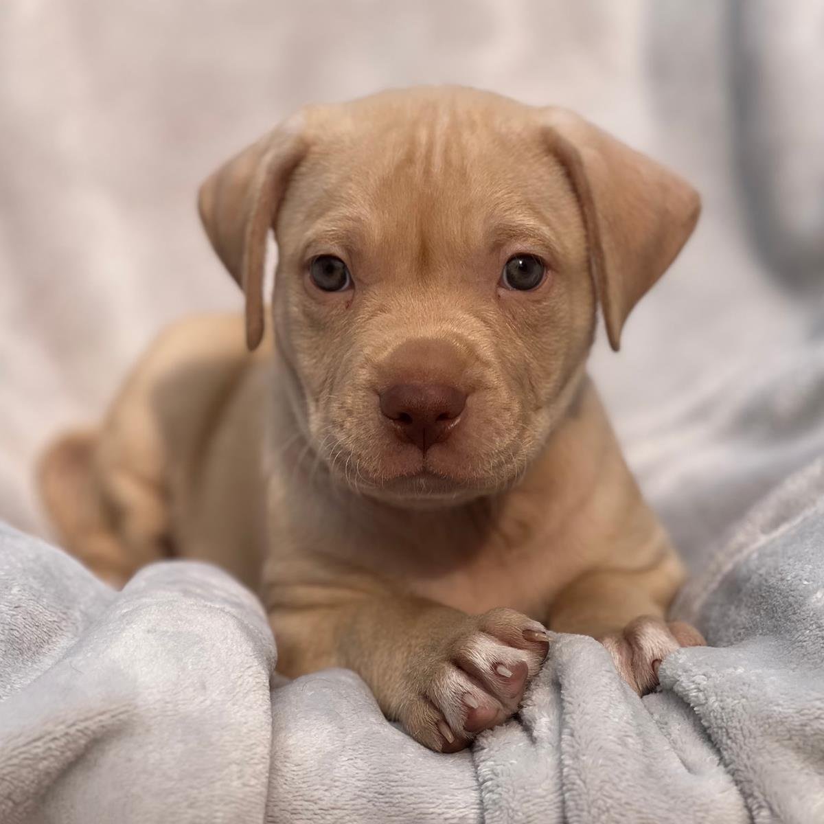 FLORIDA PUP - BUSCH - ADOPTED! - Labrador Retriever / Terrier available for adoption