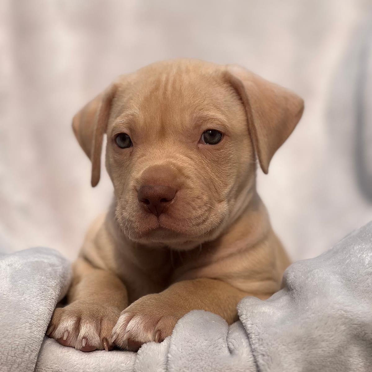 FLORIDA PUP - BUSCH - ADOPTED! - Labrador Retriever / Terrier available for adoption