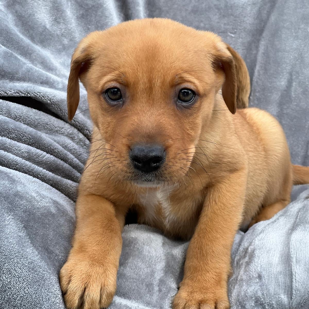 BRAZIL PUP - TIMON - Labrador Retriever / Shepherd available for adoption