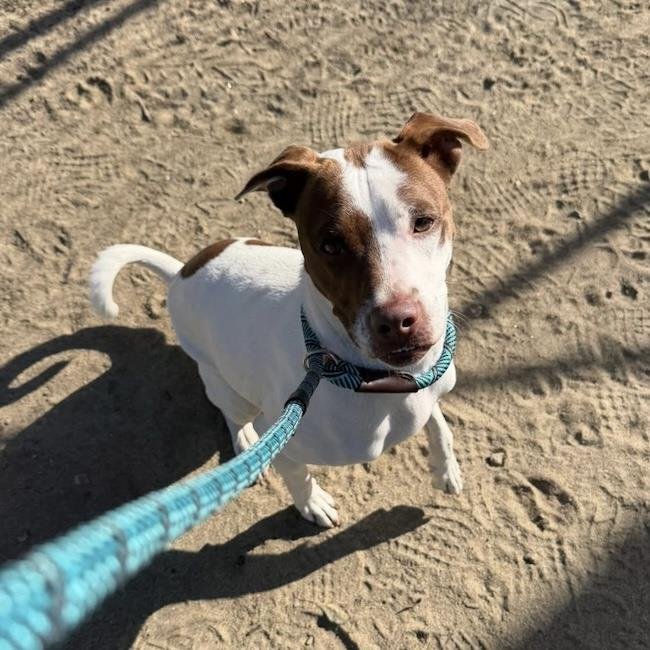 LOUISE - Labrador Retriever / Terrier available for adoption