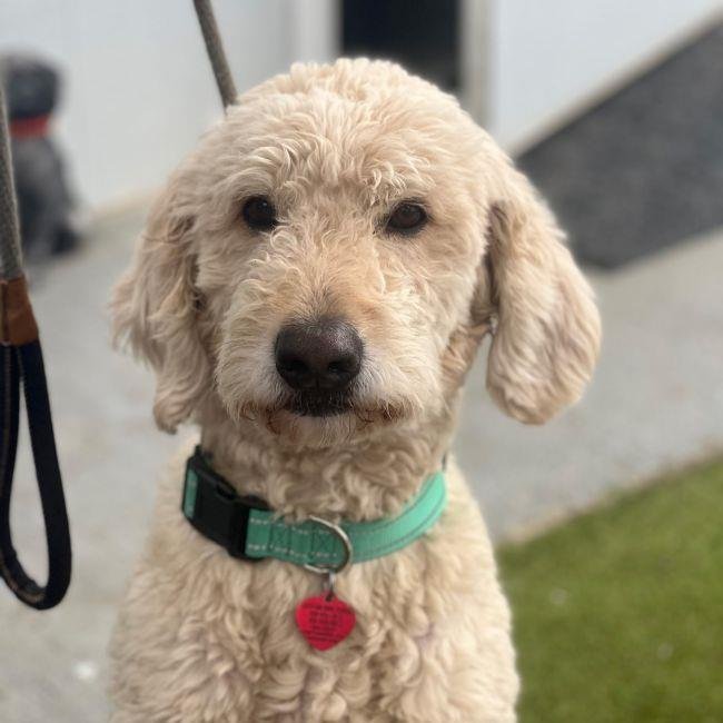 BAXTER - Labrador Retriever / Poodle (Miniature) available for adoption