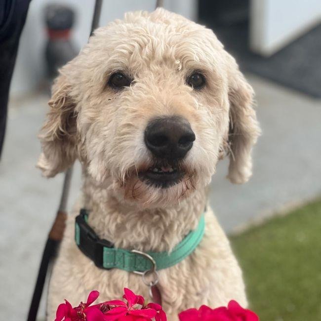 BAXTER - Labrador Retriever / Poodle (Miniature) available for adoption