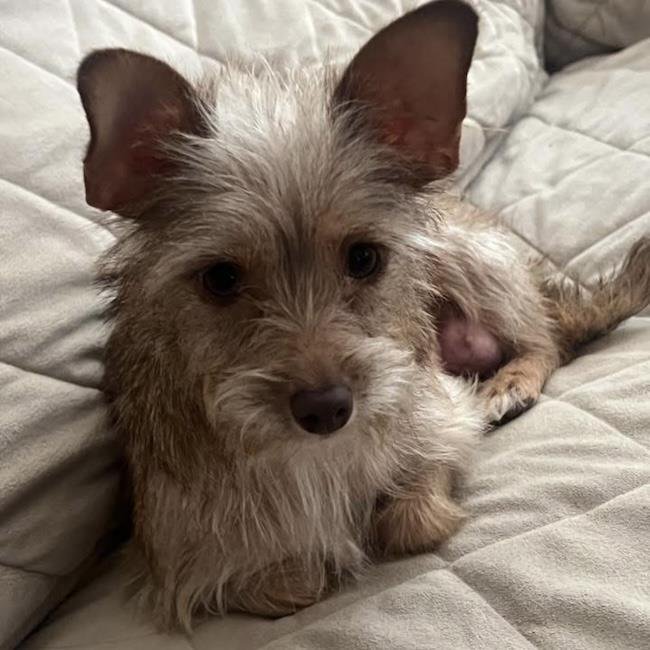 SWEET PEA - Border Terrier / Yorkshire Terrier Yorkie available for adoption