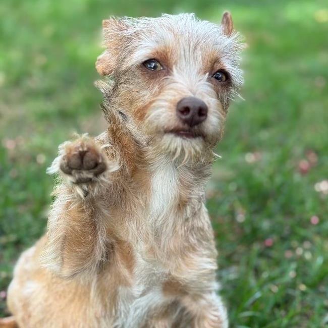 SWEET PEA - Border Terrier / Yorkshire Terrier Yorkie available for adoption