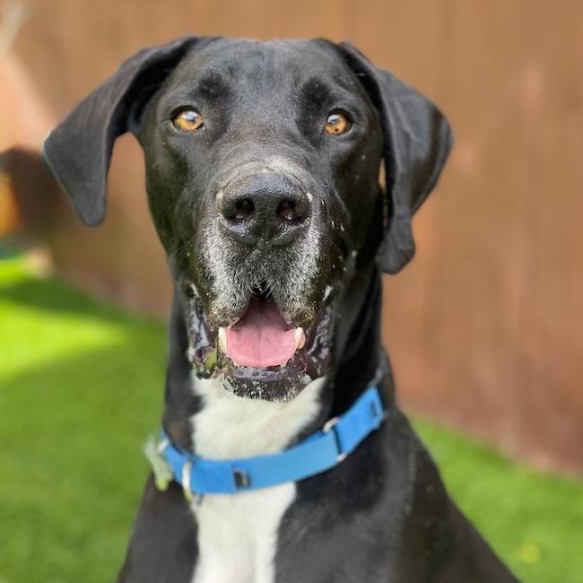 LEWY - Great Dane available for adoption