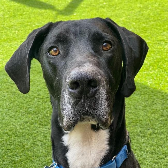 LEWY - Great Dane available for adoption