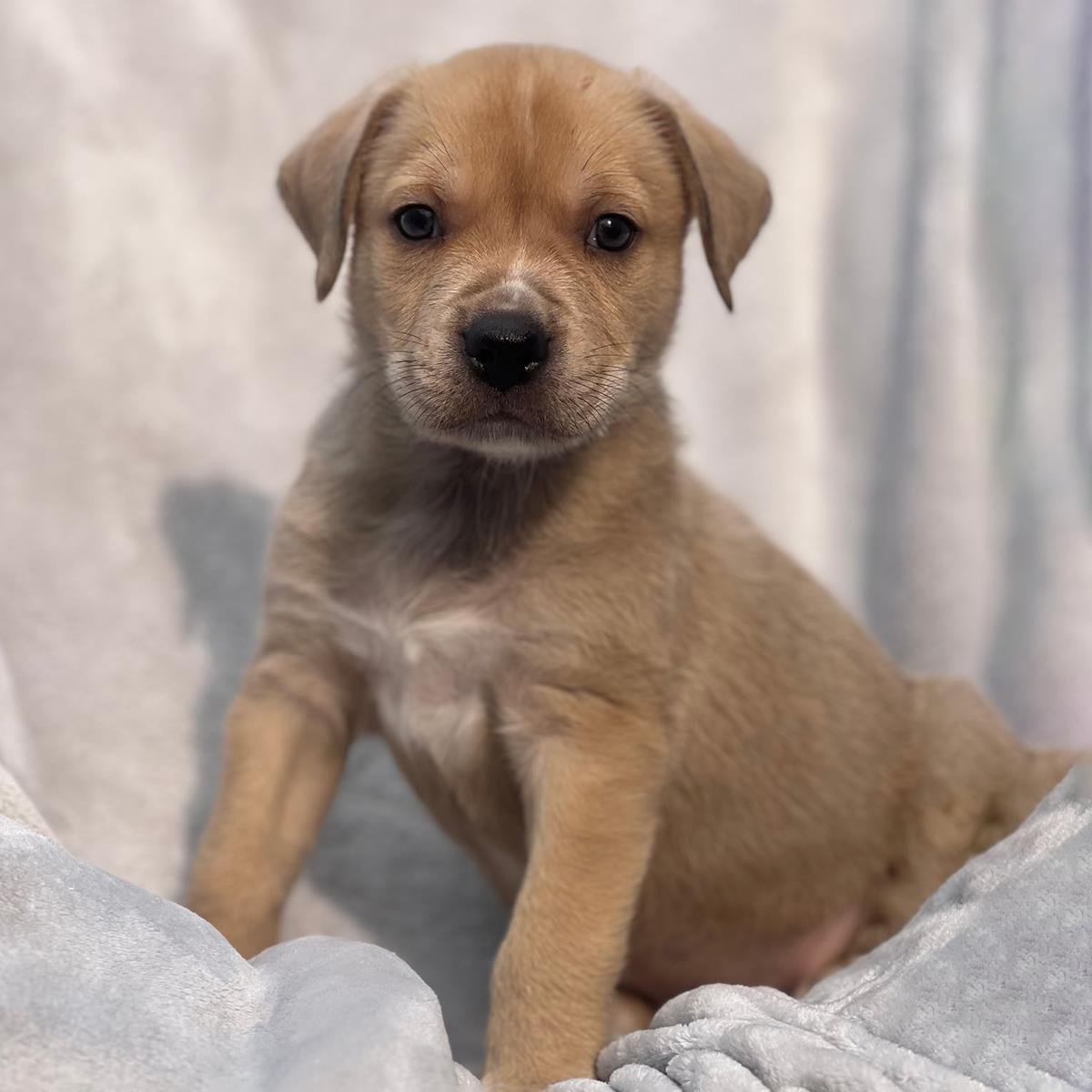 FLORIDA PUP - BOK - Labrador Retriever / Terrier available for adoption