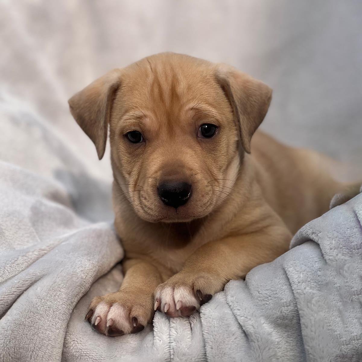 FLORIDA PUP - BOK - Labrador Retriever / Terrier available for adoption