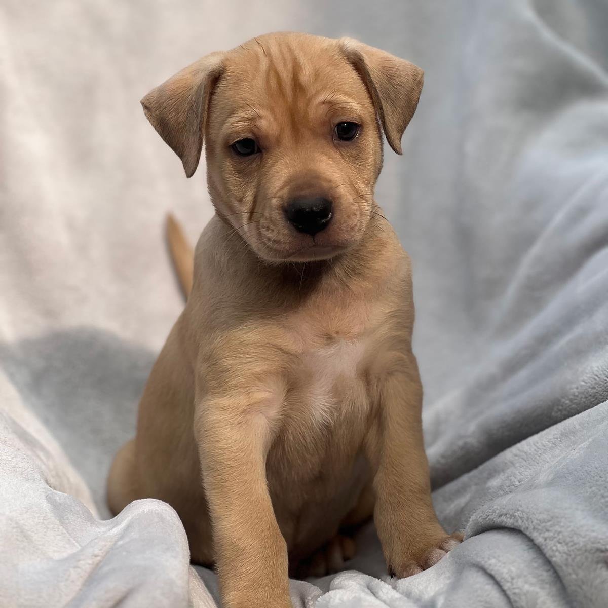 Florida Pup - Bok - Photo 3