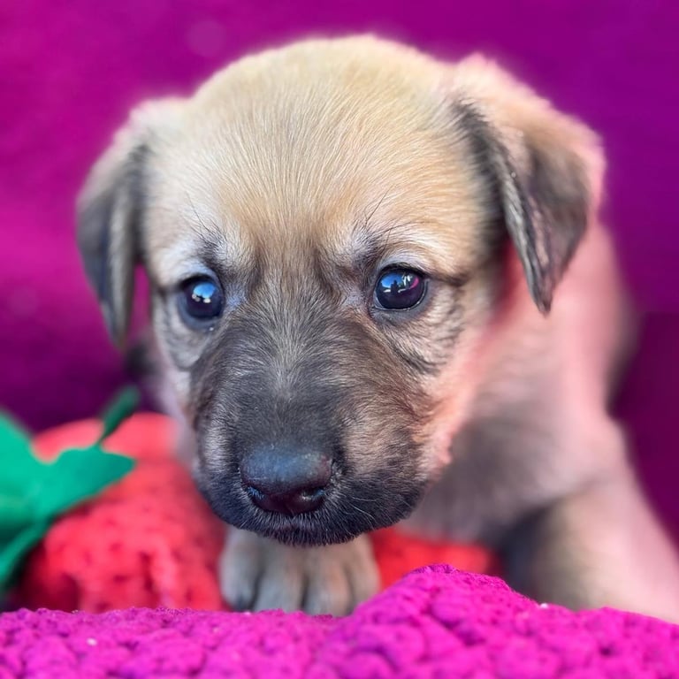 Anthem Pup - Dawn - Adopted! Image