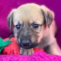 Anthem Pup - Dawn - Adopted! - Photo 1