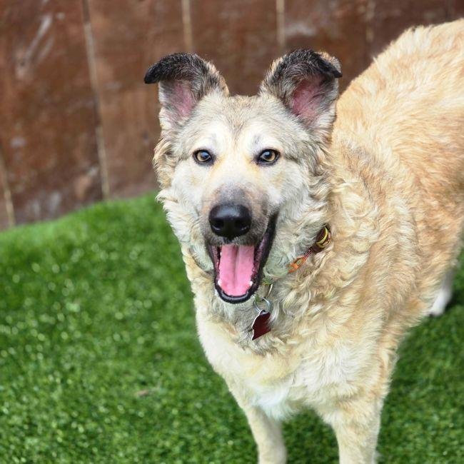 JASPER - Shepherd available for adoption