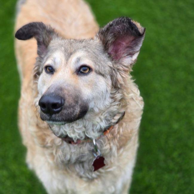 JASPER - Shepherd available for adoption