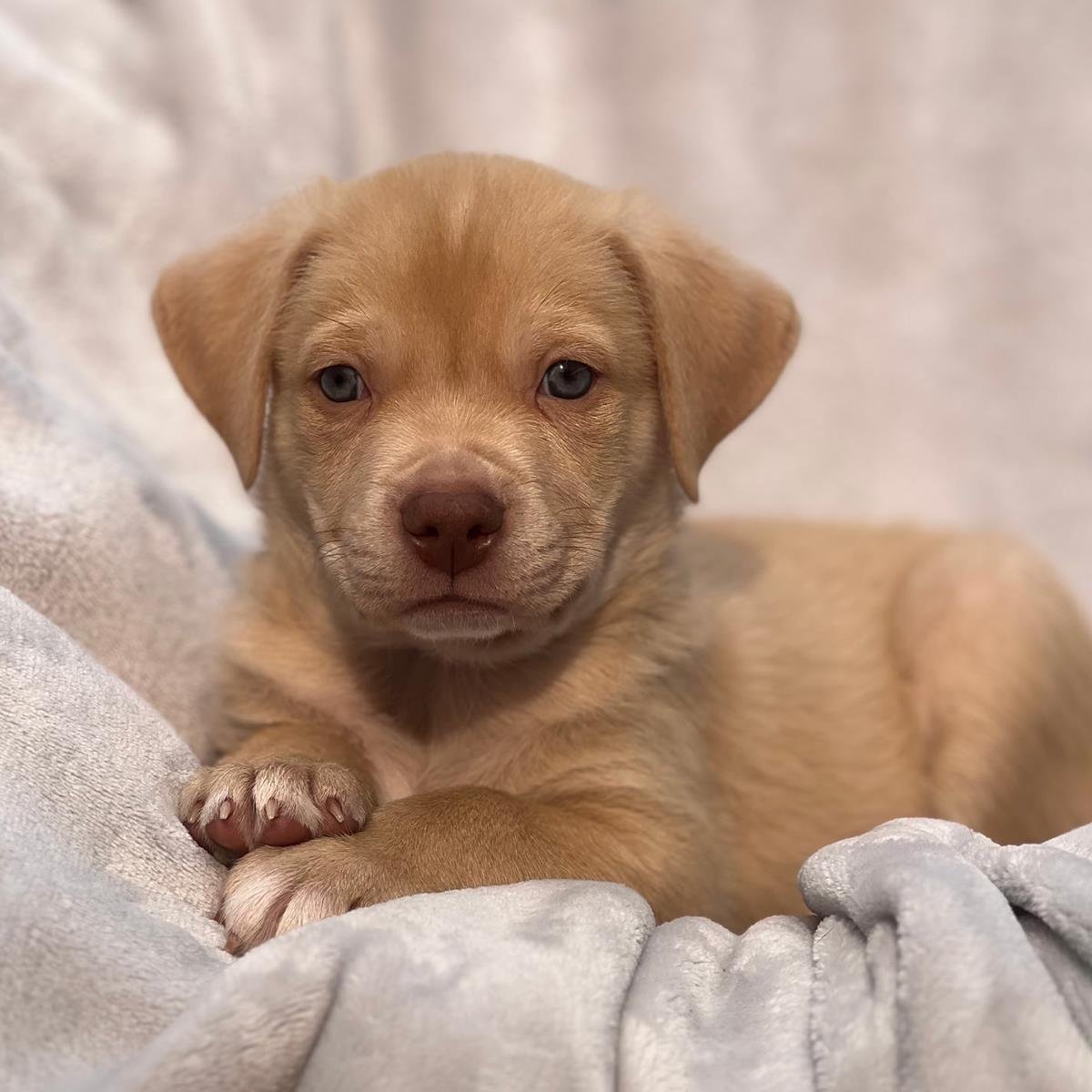 FLORIDA PUP - DAYTONA - Labrador Retriever / Terrier available for adoption