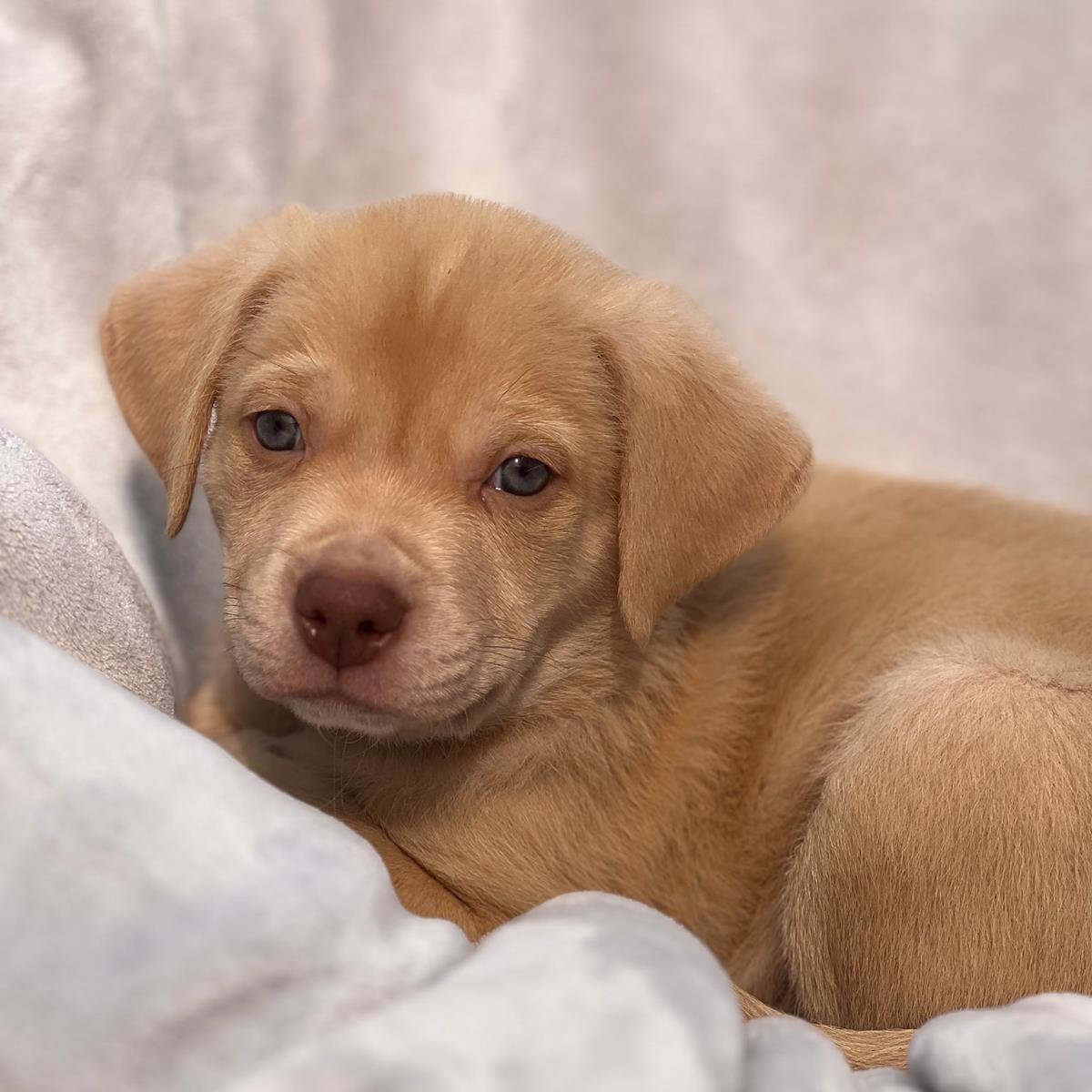FLORIDA PUP - DAYTONA - Labrador Retriever / Terrier available for adoption
