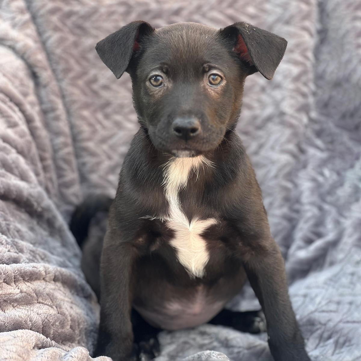 BRAZIL PUP - PETROLINA - Labrador Retriever / Shepherd available for adoption