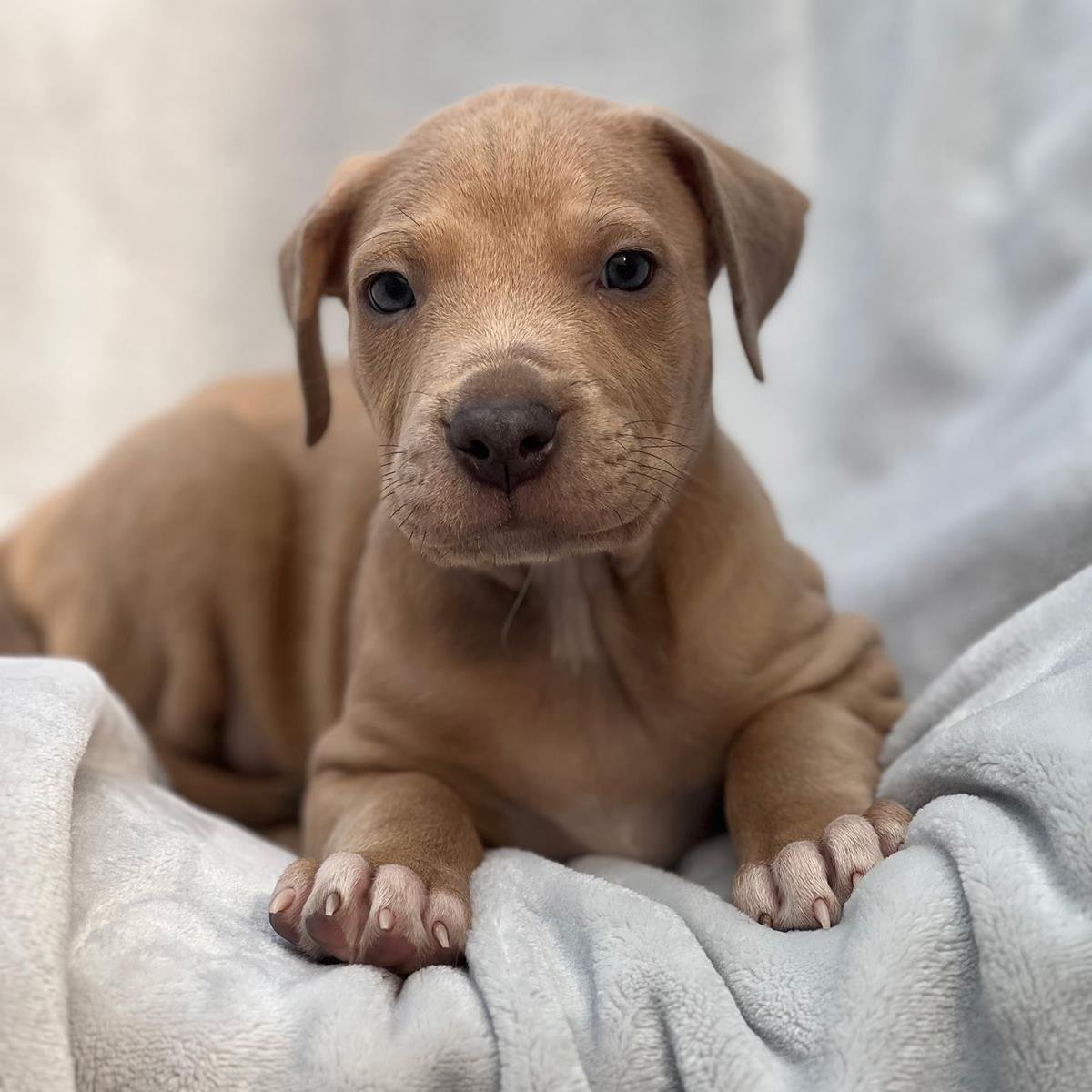FLORIDA PUP - WYNWOOD - Labrador Retriever / Terrier available for adoption