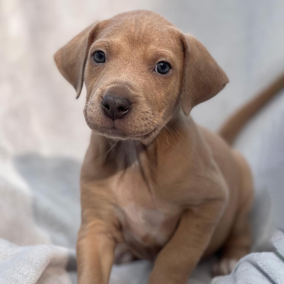 FLORIDA PUP - WYNWOOD - Labrador Retriever / Terrier available for adoption