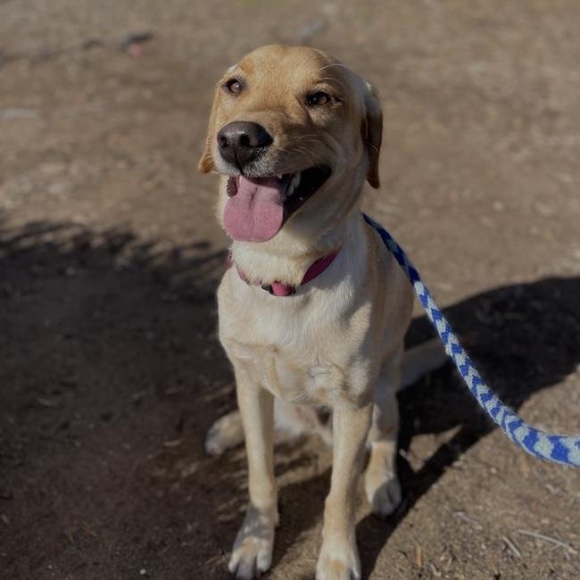 BUTTERCUP - Labrador Retriever available for adoption