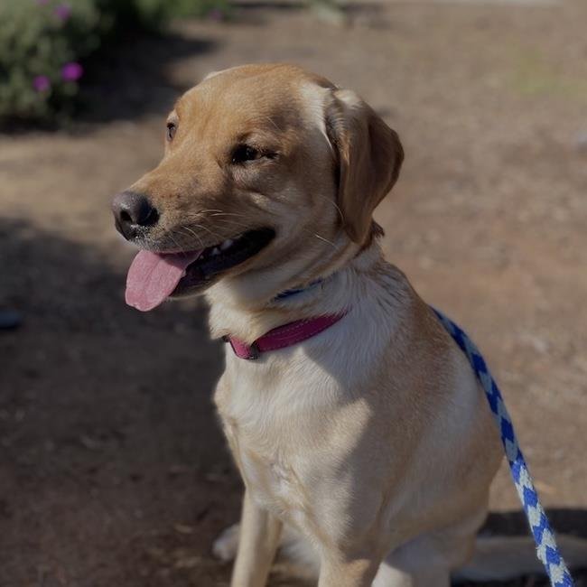 BUTTERCUP - Labrador Retriever available for adoption
