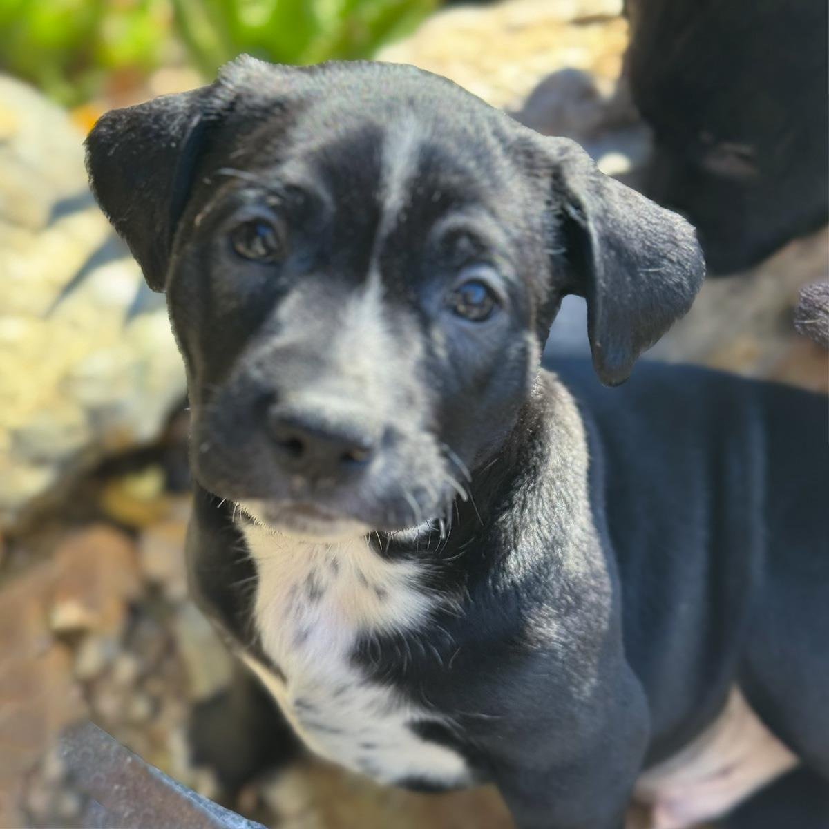 SHARK TALE PUP - ERNIE - Labrador Retriever available for adoption