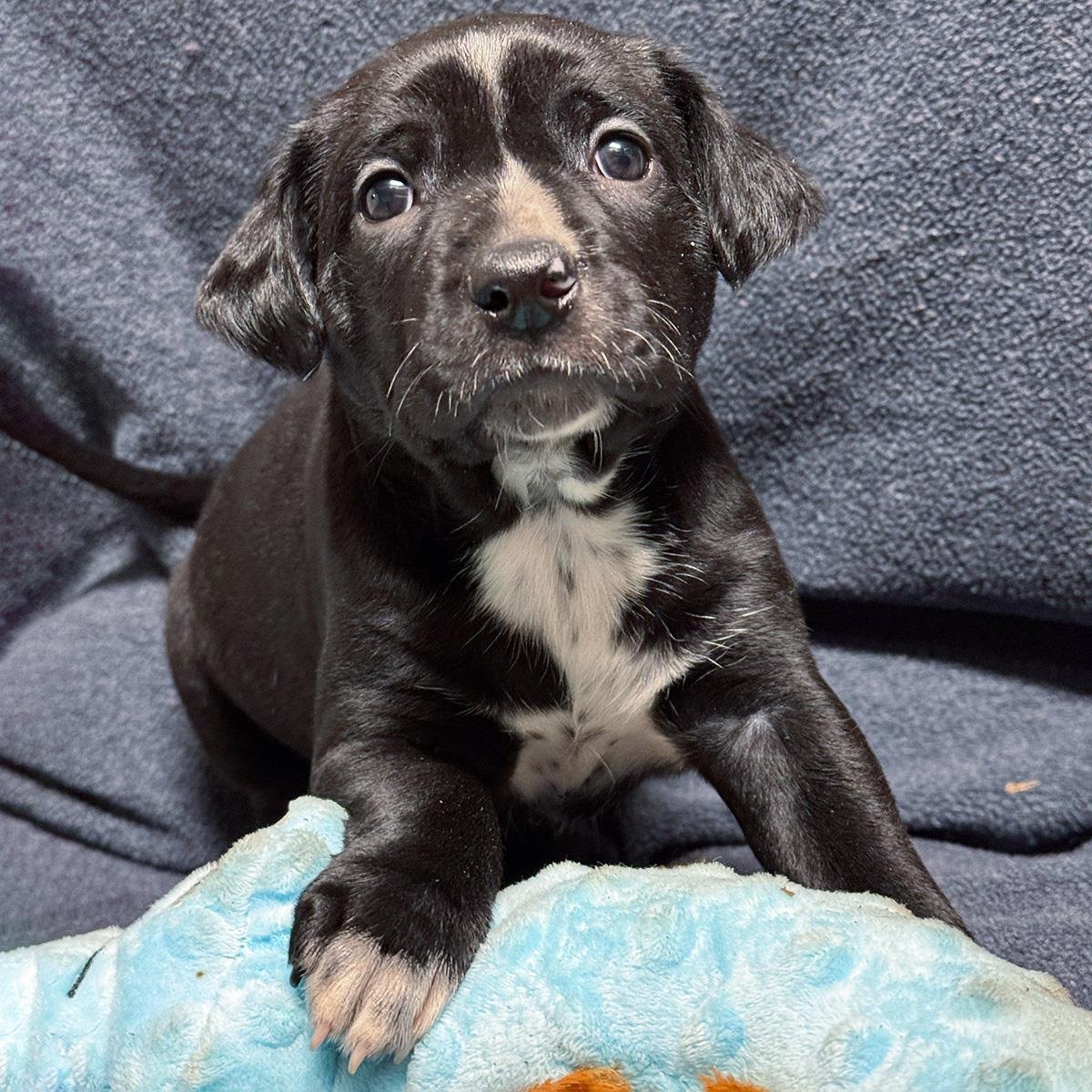 SHARK TALE PUP - ERNIE - Labrador Retriever available for adoption