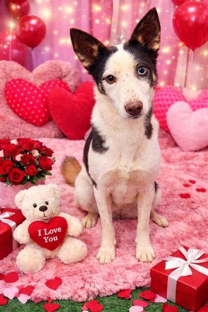 BELLE - Husky available for adoption