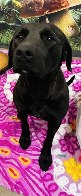 CHEVY - Labrador Retriever available for adoption