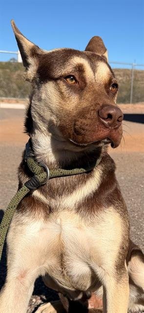 BROWNIE - German Shepherd Dog available for adoption