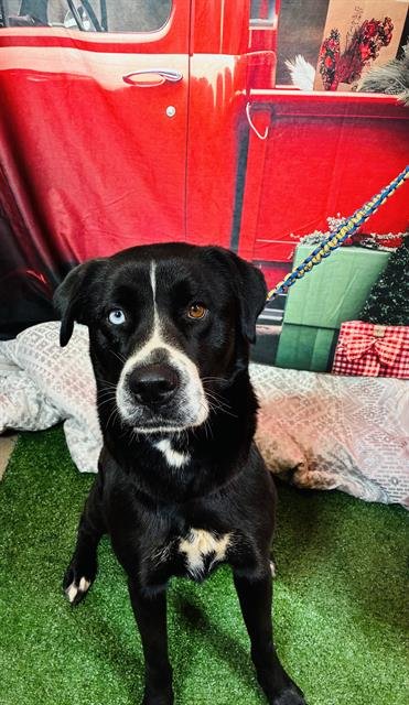 JOSIE - Pit Bull Terrier / Labrador Retriever available for adoption