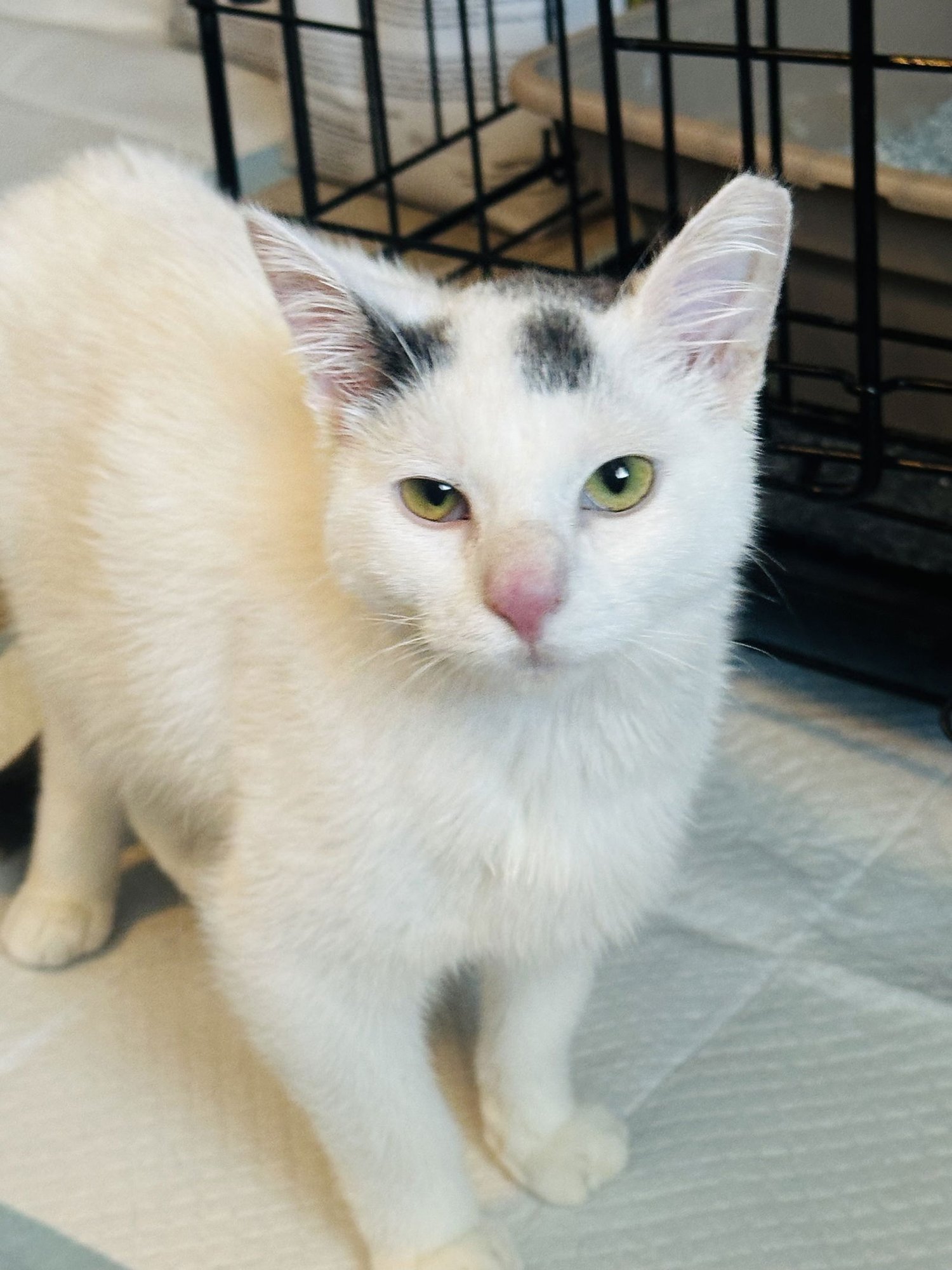 LEVI (STRAUSS) - Domestic Short Hair / Turkish Van available for adoption