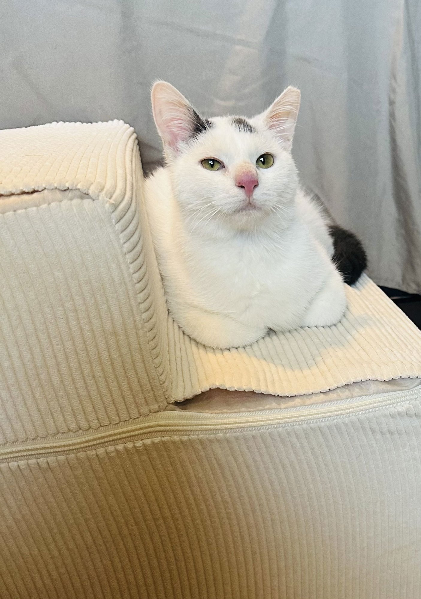 LEVI (STRAUSS) - Domestic Short Hair / Turkish Van available for adoption