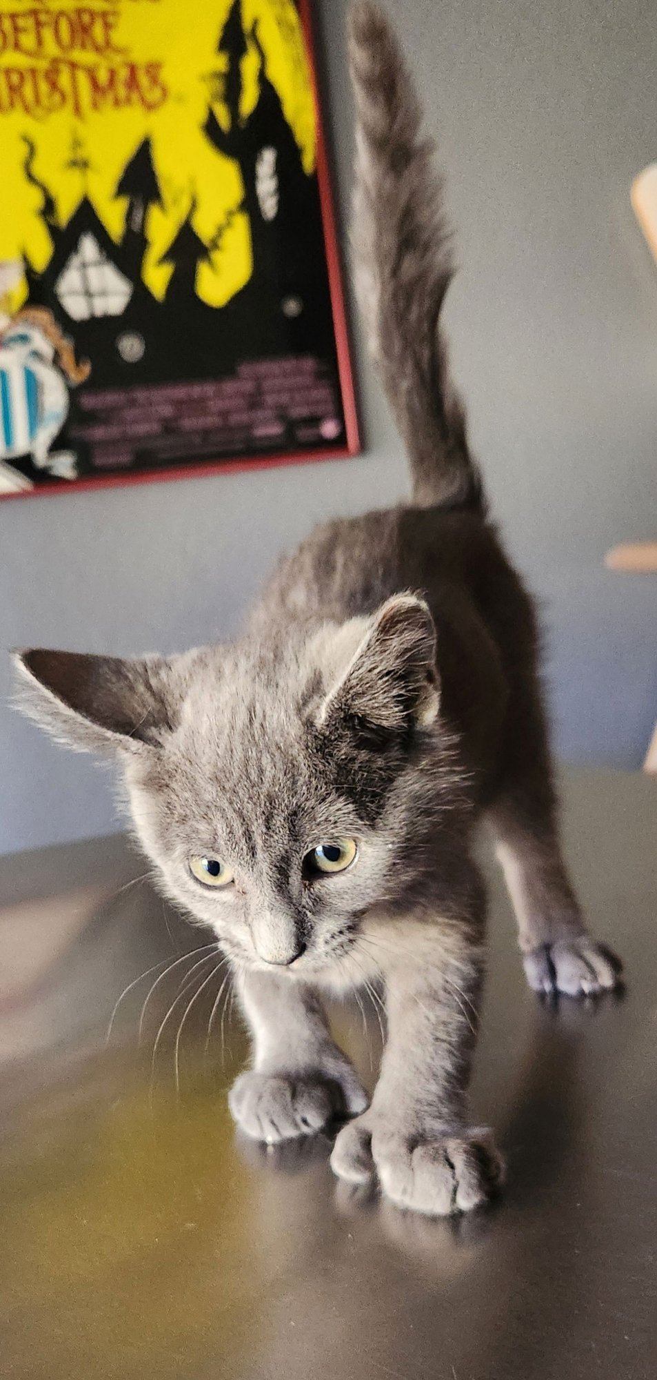 JERRY - Domestic Short Hair available for adoption