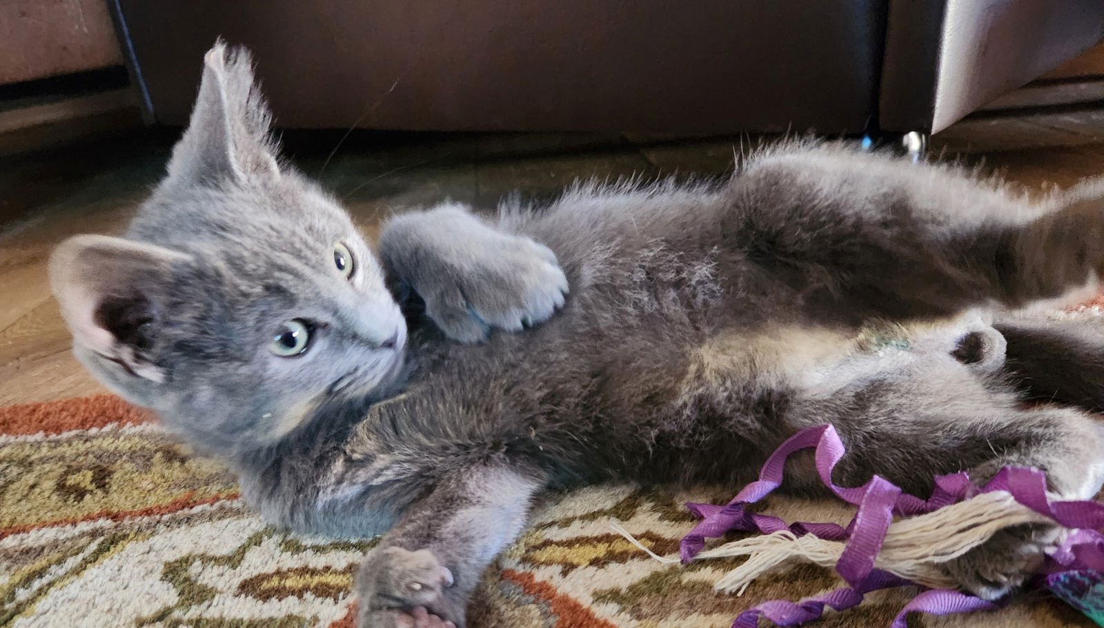 JERRY - Domestic Short Hair available for adoption