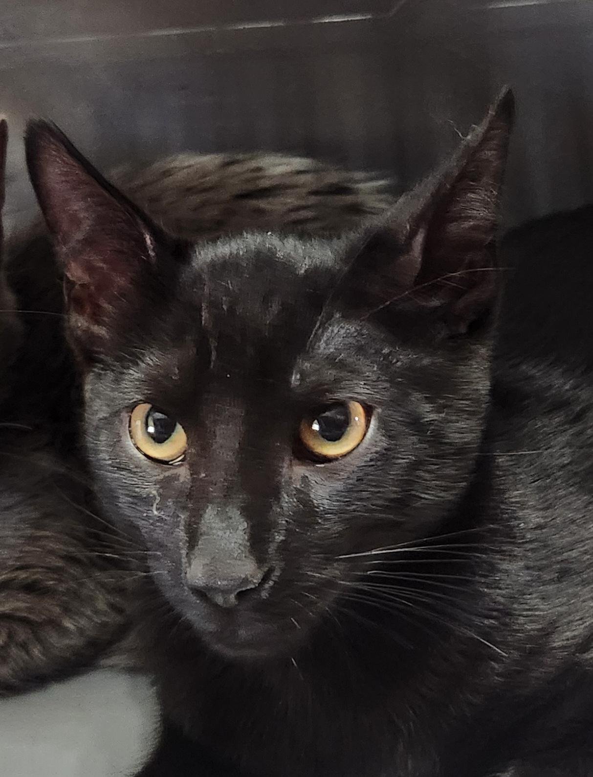 T’CHALLA - Domestic Short Hair available for adoption