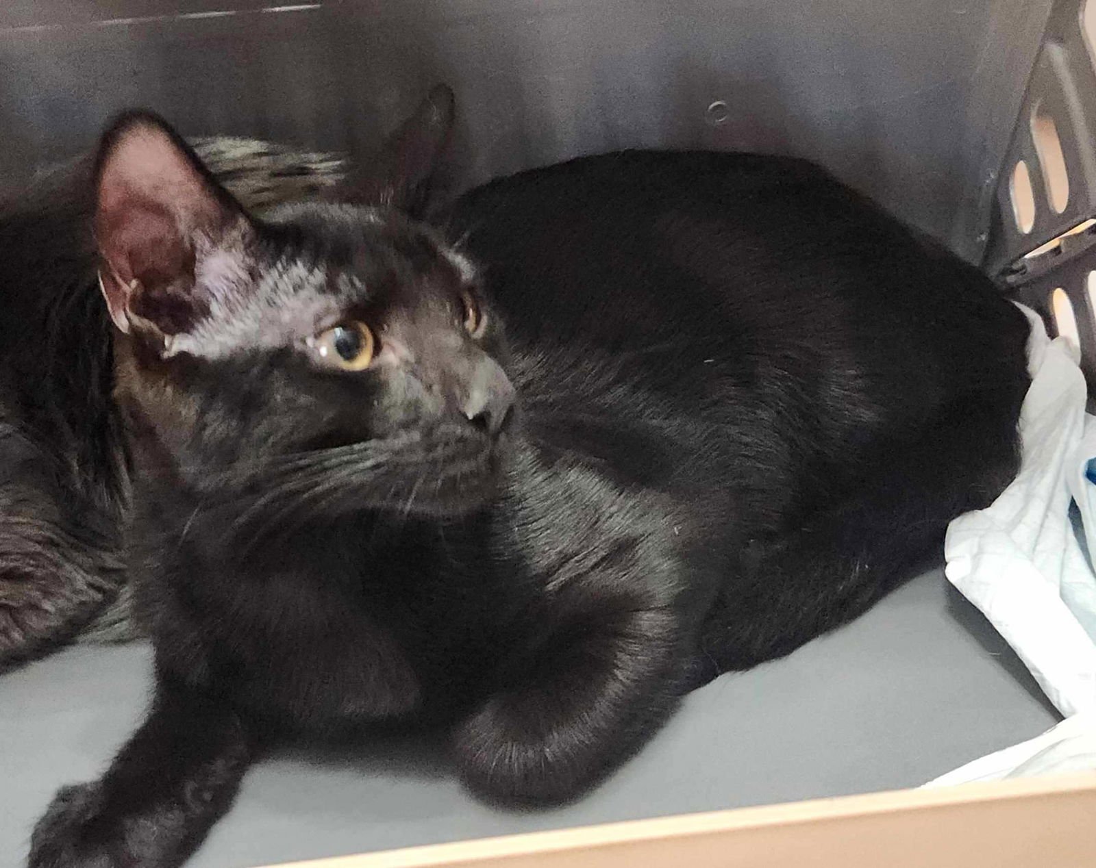 T’Challa - Photo 3