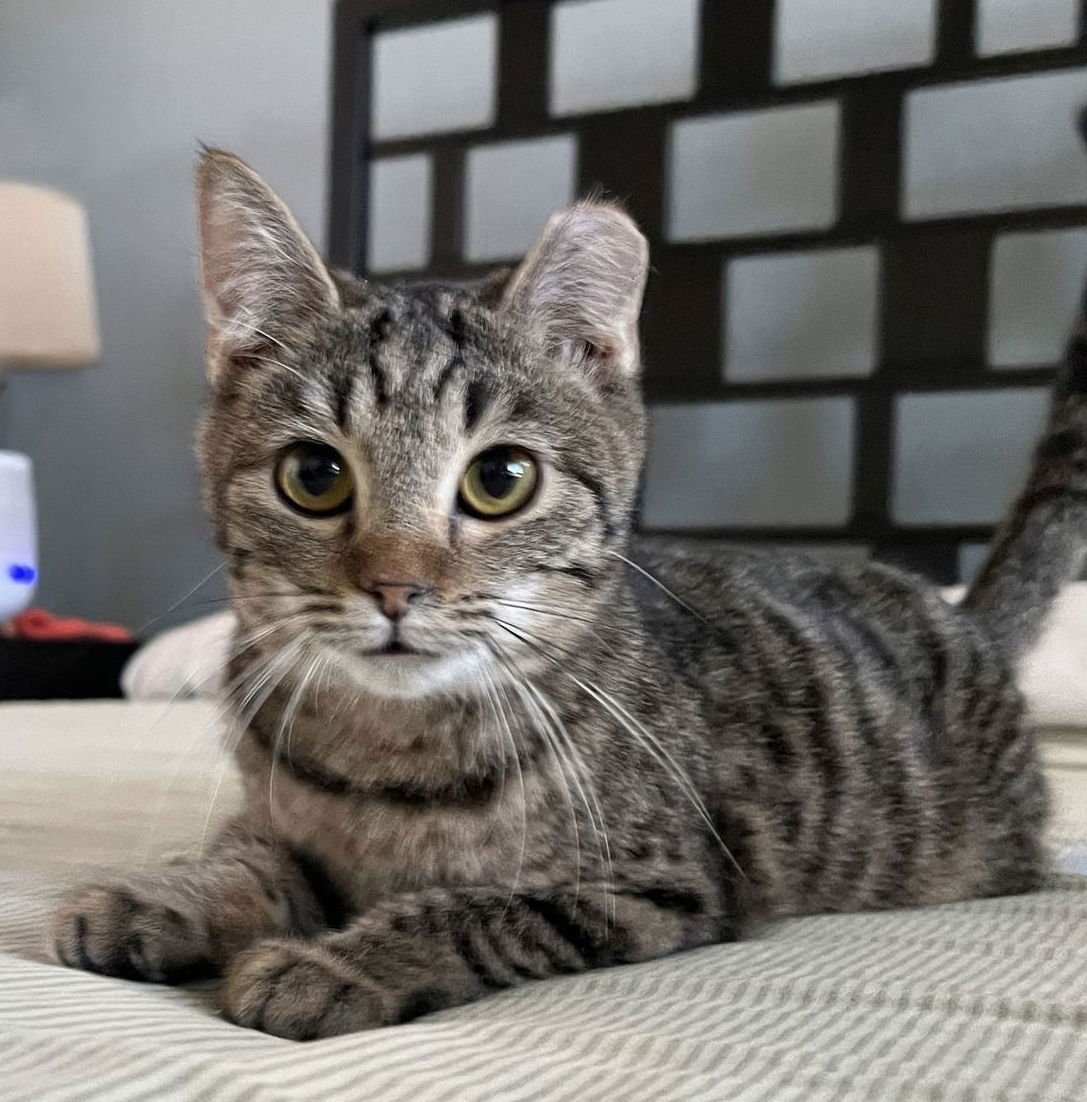 FLORIDA ORANGE - Domestic Short Hair available for adoption