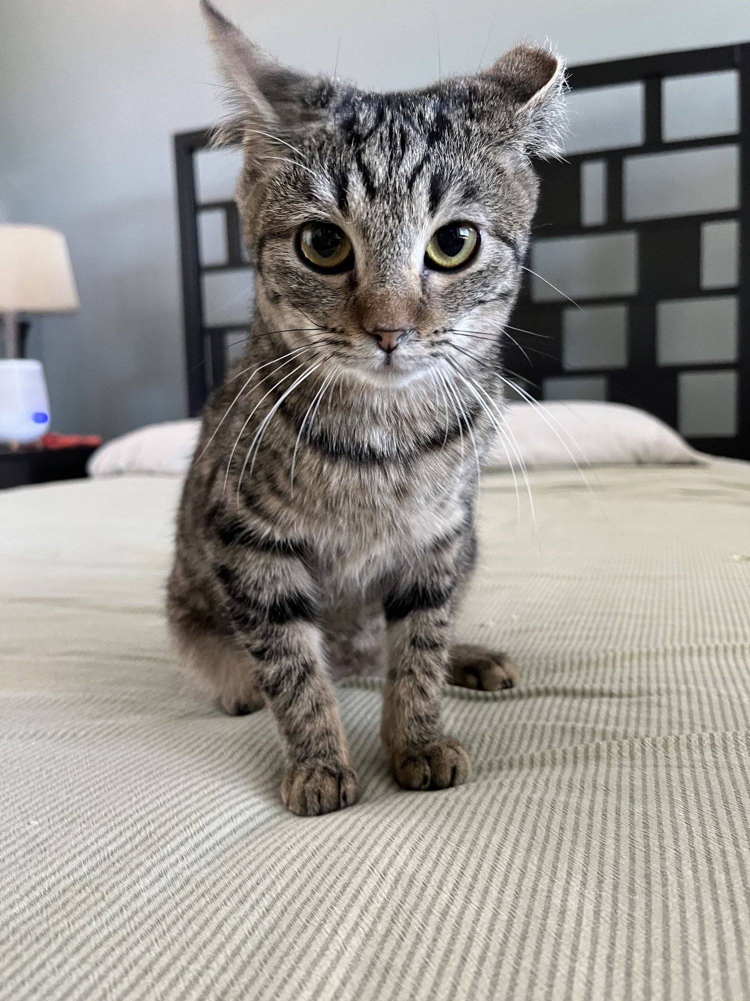 FLORIDA ORANGE - Domestic Short Hair available for adoption