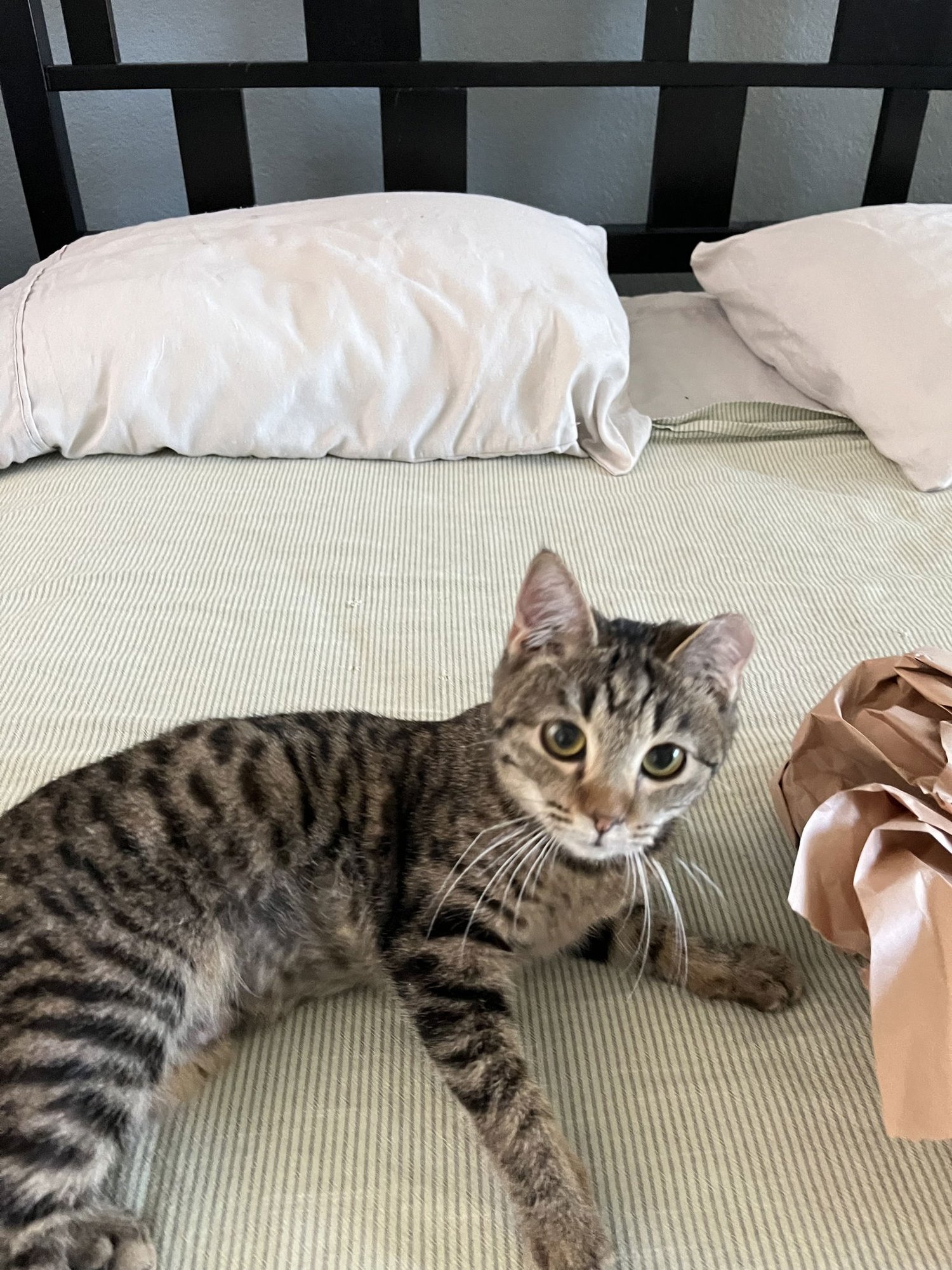 Florida Orange - Photo 3