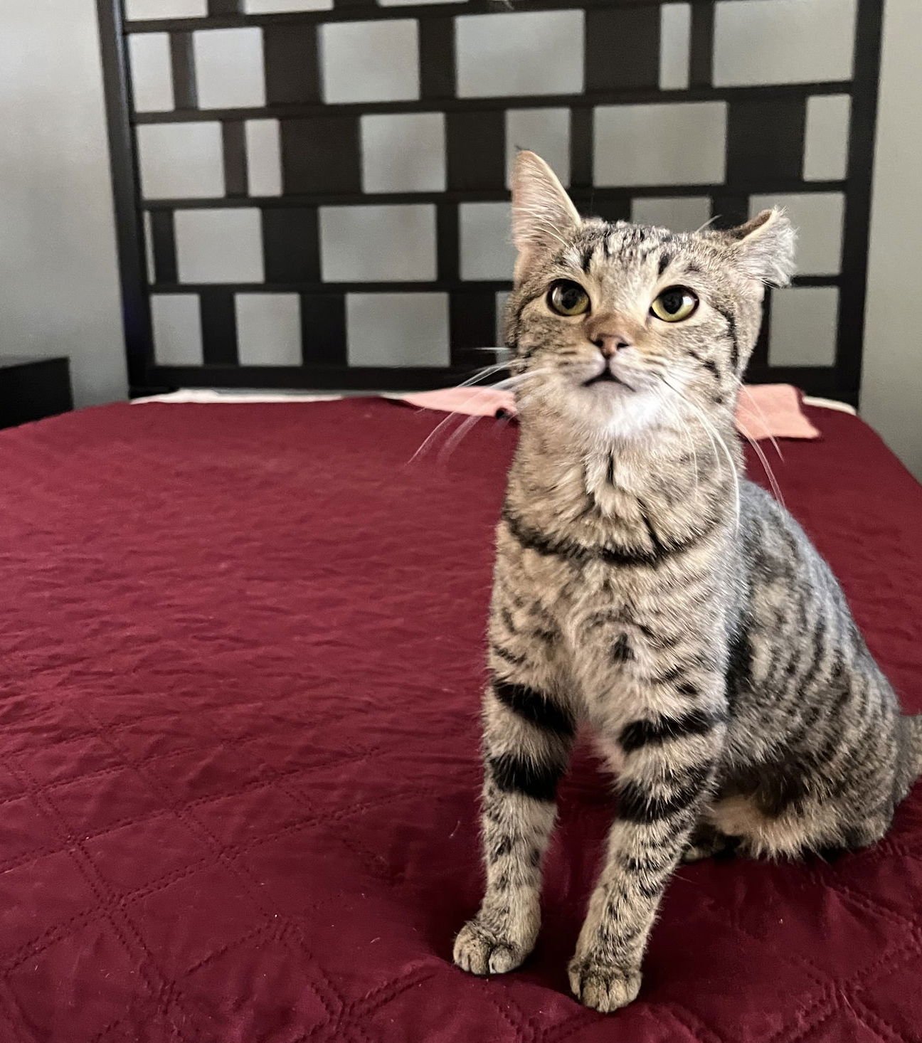 Florida Orange - Photo 4