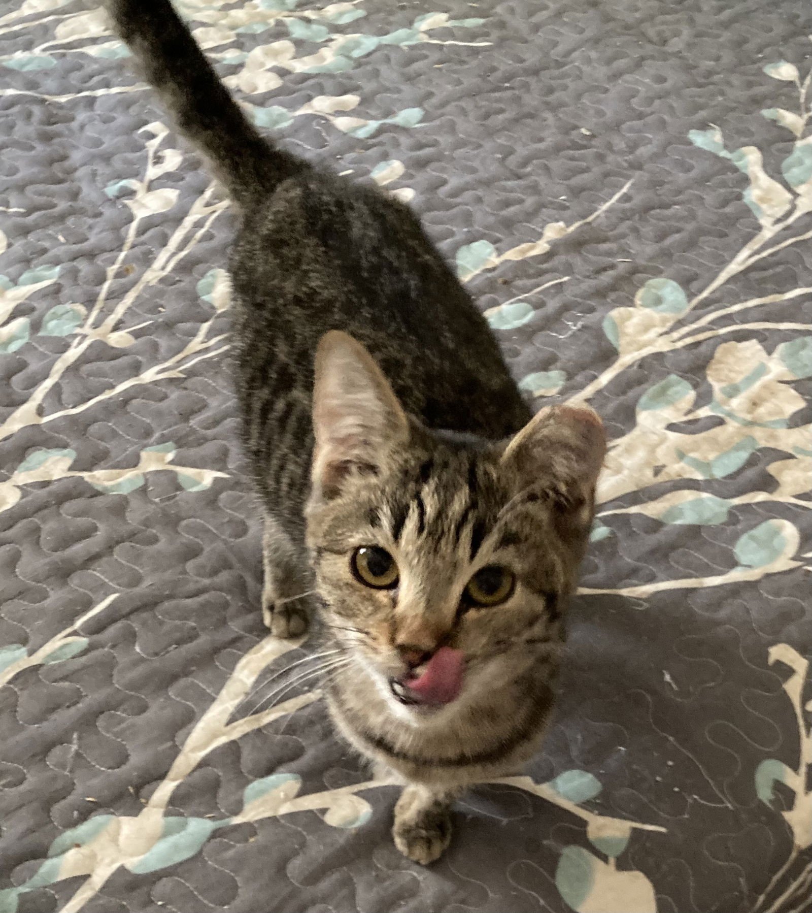 Florida Orange - Photo 5