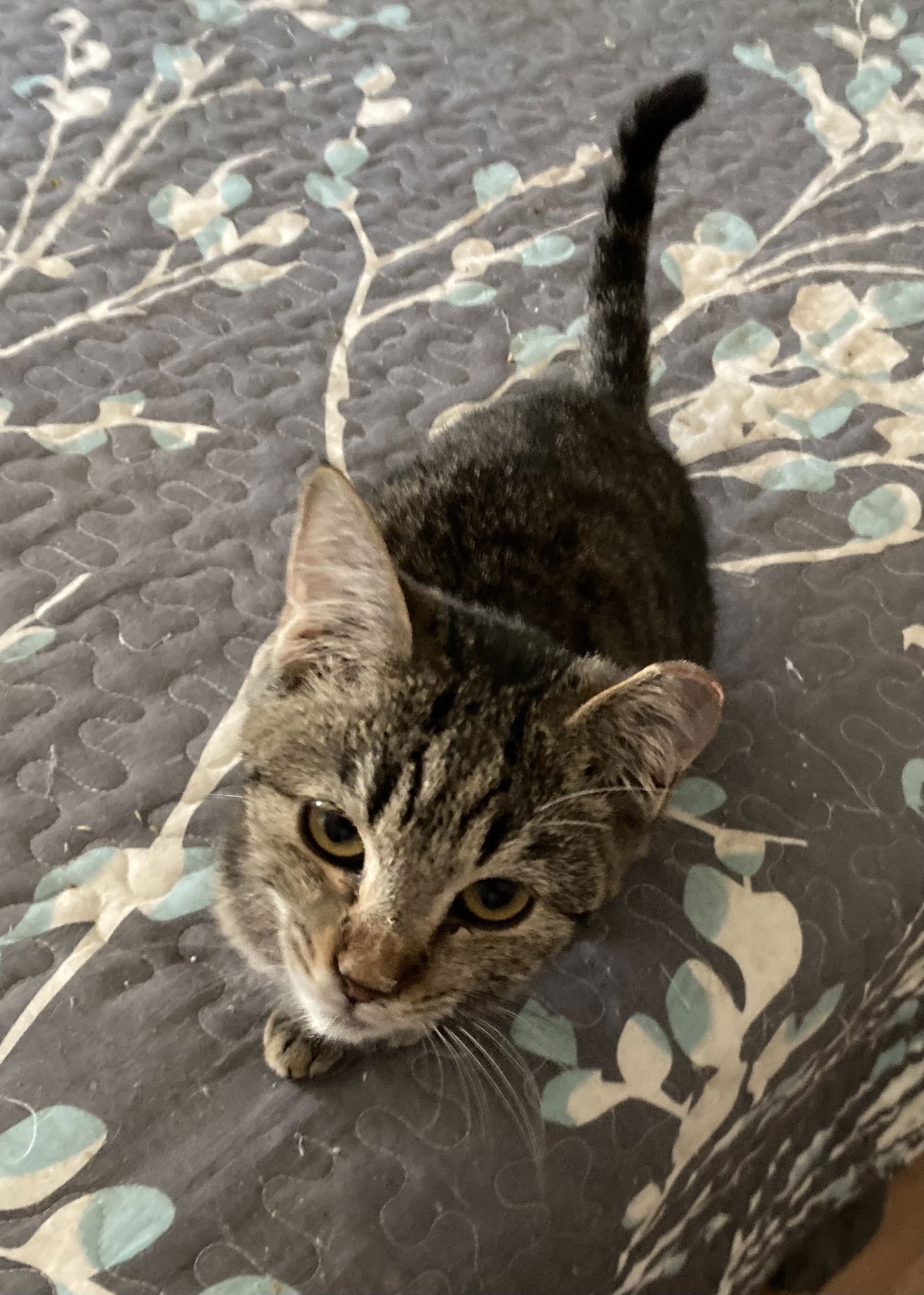 Florida Orange - Photo 6