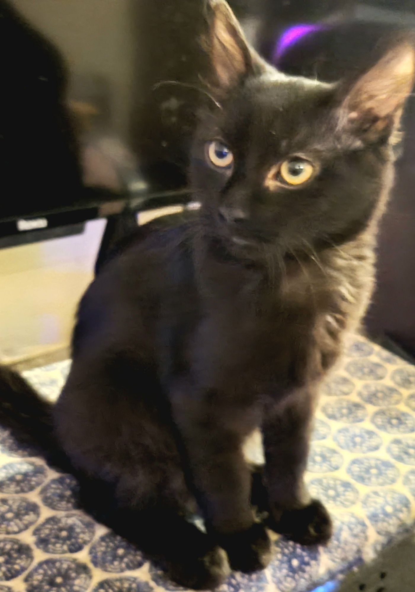 COAL - Domestic Short Hair available for adoption