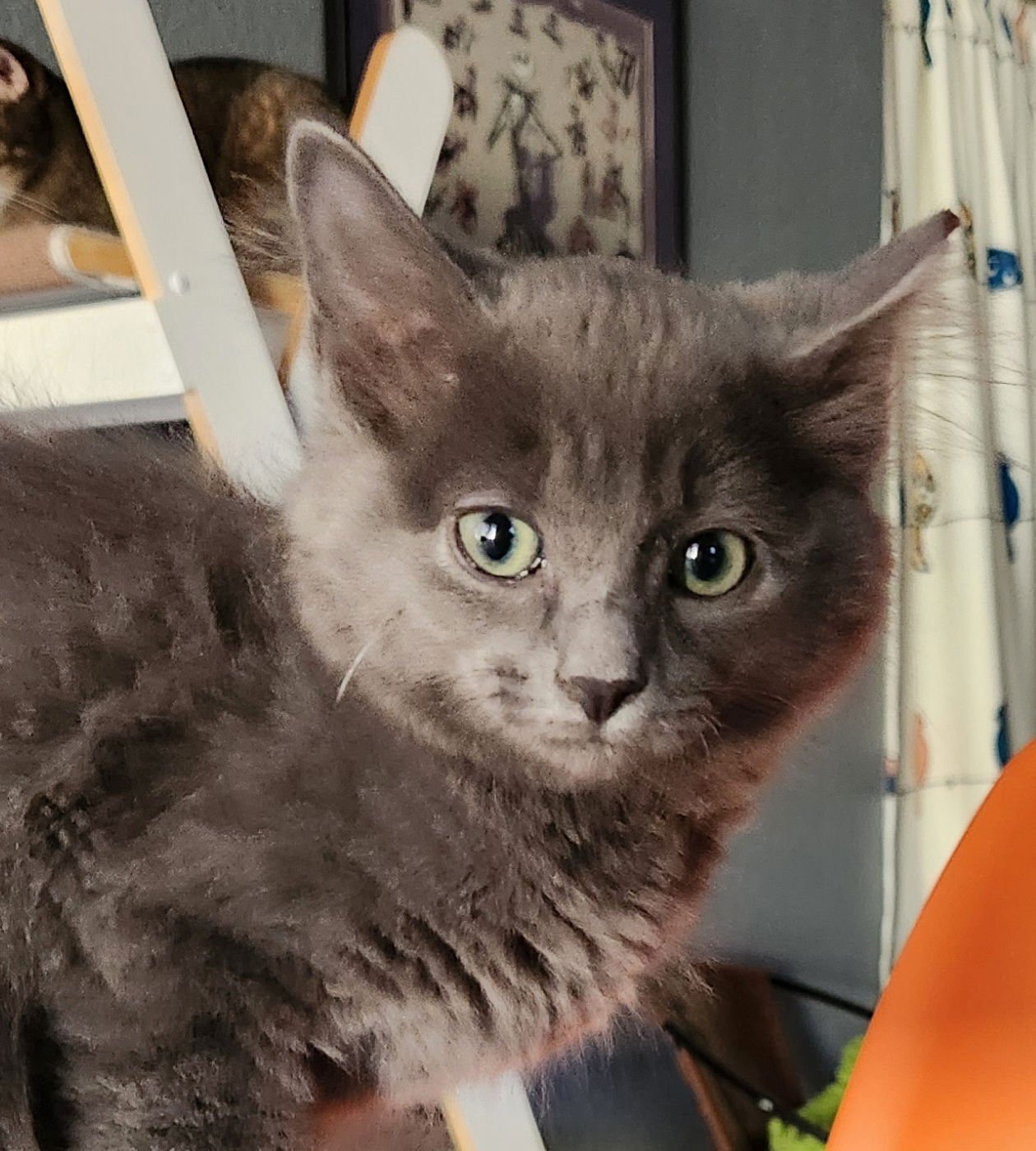 TOM - Domestic Medium Hair available for adoption