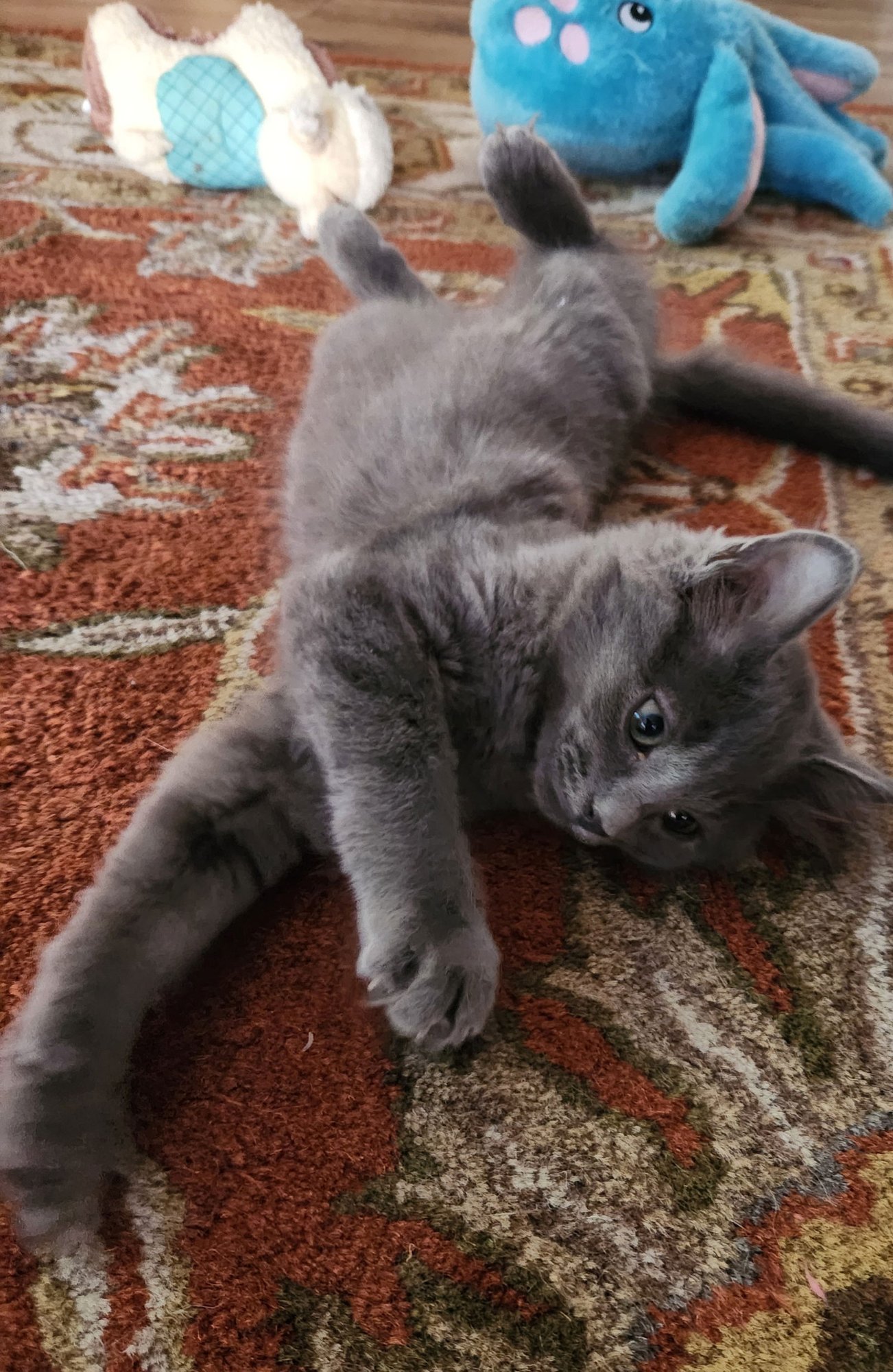 TOM - Domestic Medium Hair available for adoption