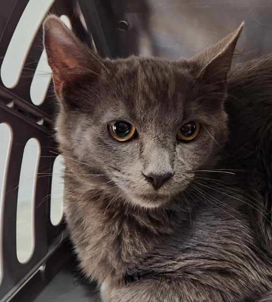 SILVER BANSHEE - Domestic Short Hair available for adoption