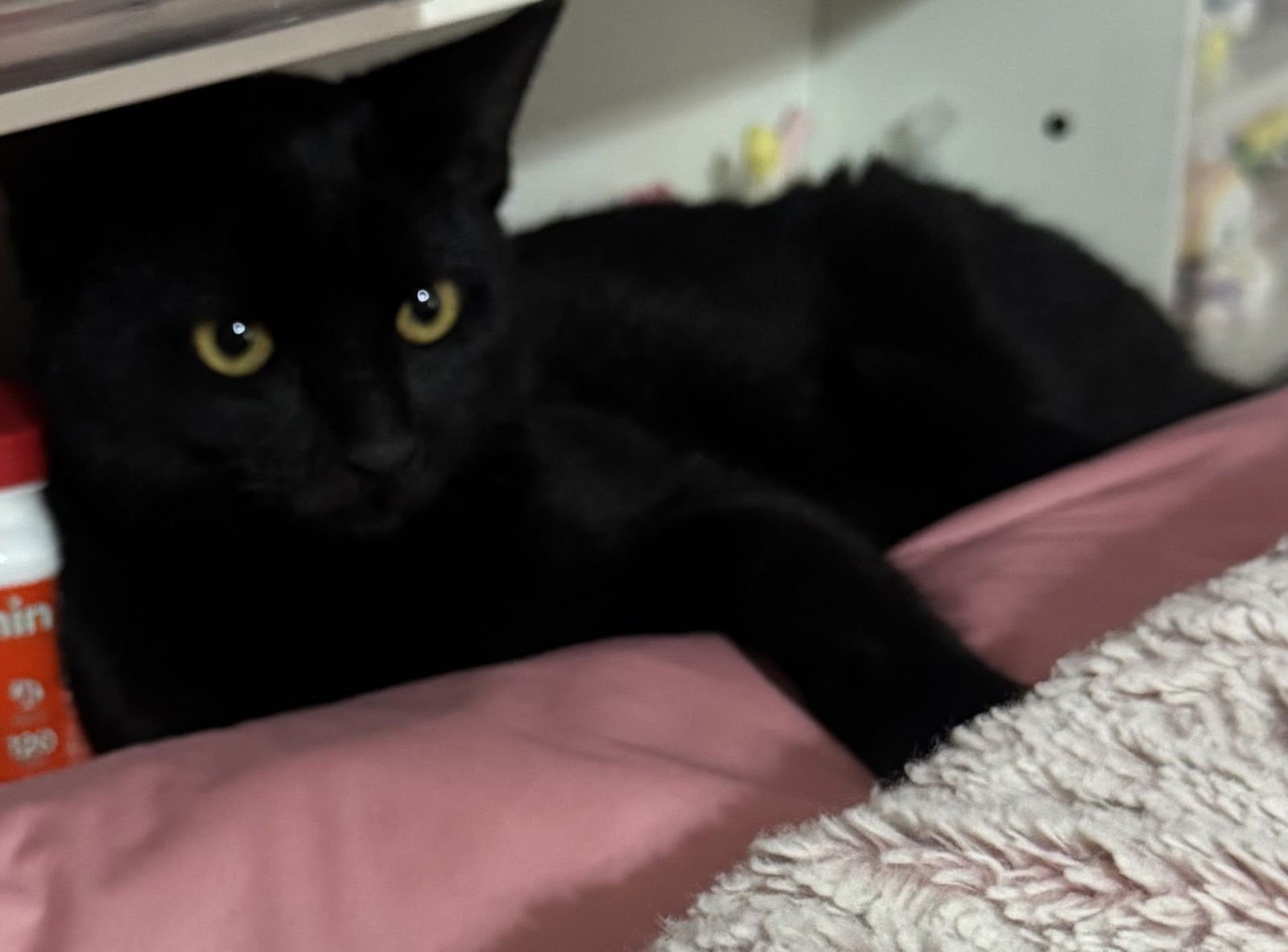 INKY MCSTINKY - Domestic Short Hair available for adoption