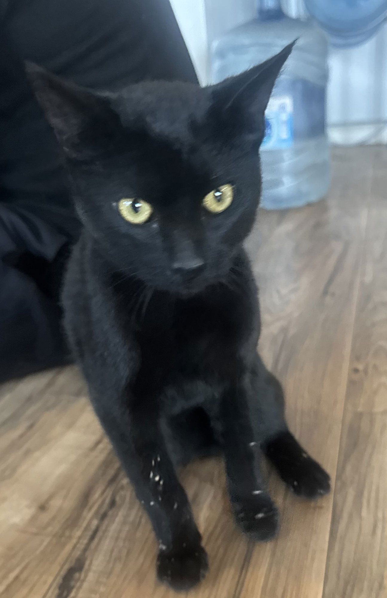 INKY MCSTINKY - Domestic Short Hair available for adoption