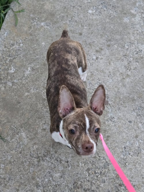 SQUIGGY - Boston Terrier / Chihuahua available for adoption