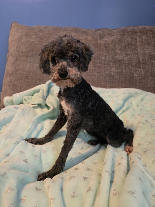 MIMI - Poodle (Miniature) available for adoption